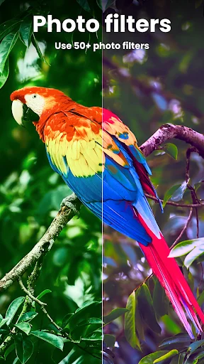 Apply photo filters to images with 50+ filter options shown on vibrant parrot split-screen example