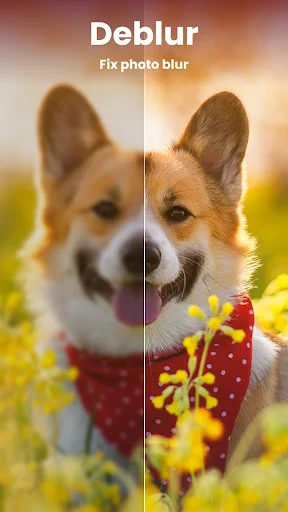 Deblur photo feature in AI photo editor app showing blurry dog photo transformed to sharp, clear image