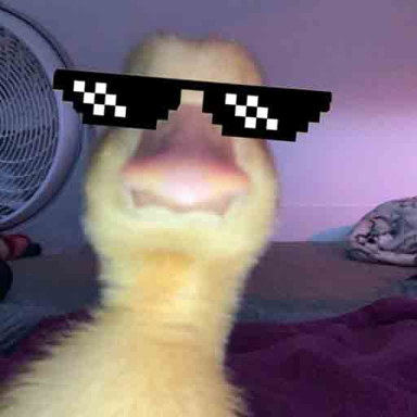 Funny Wallpaper icon