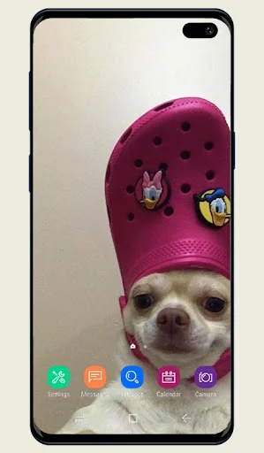 Funny Wallpaper app showing chihuahua wearing pink Croc shoe on Android home screen with app icons