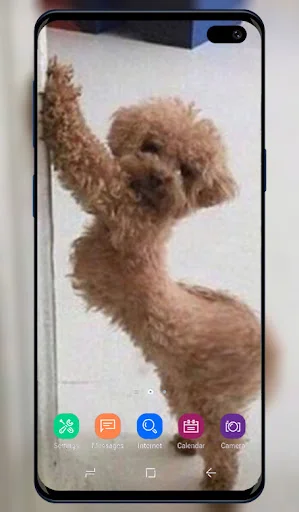 Funny Wallpaper app with dancing curly-haired poodle dog as personalized mobile wallpaper background